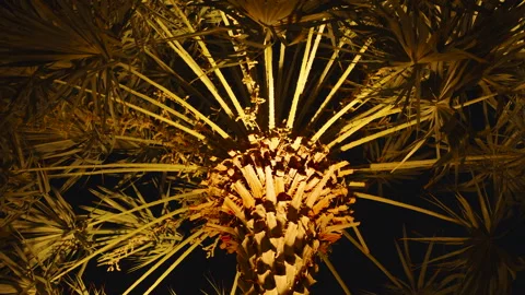 Palm Tree Illuminated from Below at Night Showing Sharp Leaves and Rough Bark Stock Footage 313248637