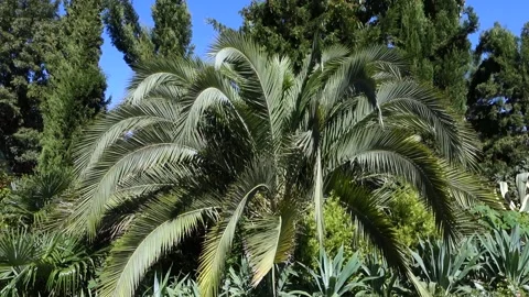 A palm tree illuminated by the bright sun sways in the wind against Stock Footage 162901726