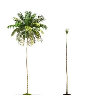 Palm tree. Stock Illustration