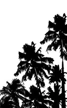 Palm Tree Stock Illustration
