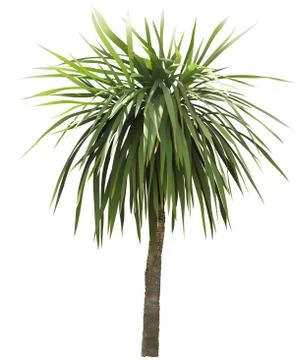 Palm Tree Stock Illustration