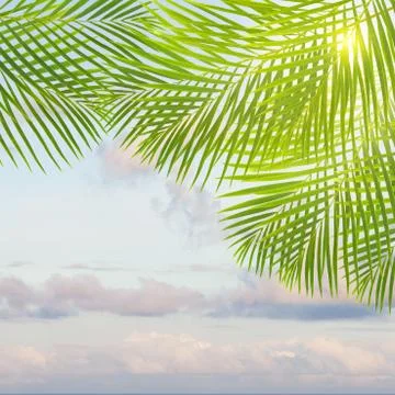 Palm tree 스톡 일러스트