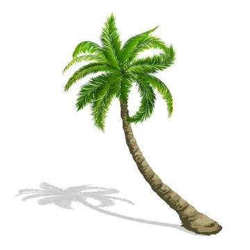 Palm tree Stock Illustration