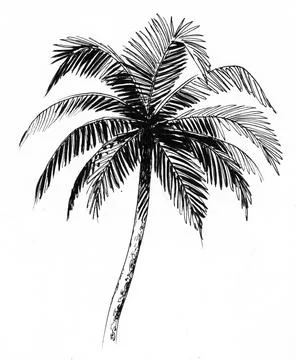 Palm tree Stock Illustration