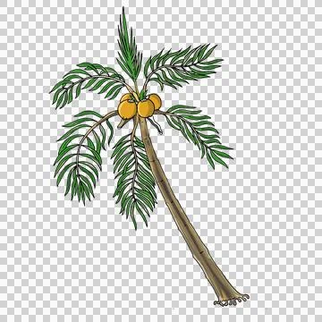 Palm tree Stock Illustration