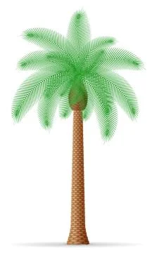 Palm tree illustration Stock Illustration