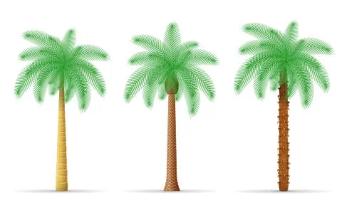 Palm tree illustration Stock Illustration