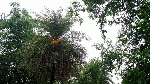 Palm Tree inside a Forest Stock Footage 111221716