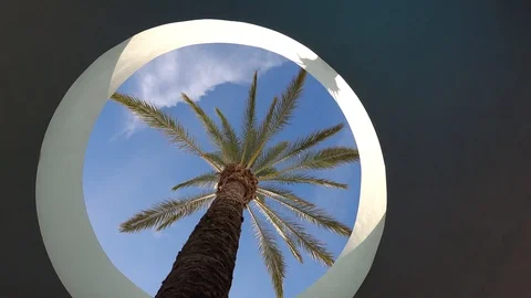 Palm tree integrated in  a modern architecture Stock Footage 100963014