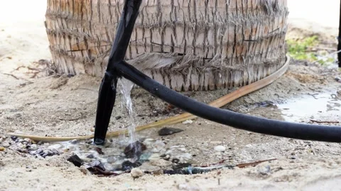 Palm tree irrigation system. Stock Footage 201288425