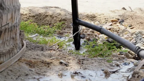Palm tree irrigation system. Stock Footage 201288454