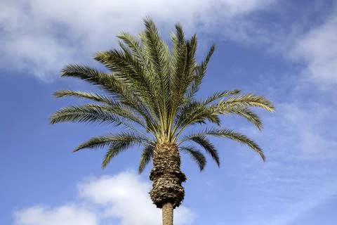 Palm tree isolated against blue sky with clouds with copy space for use as .. Stock Photos