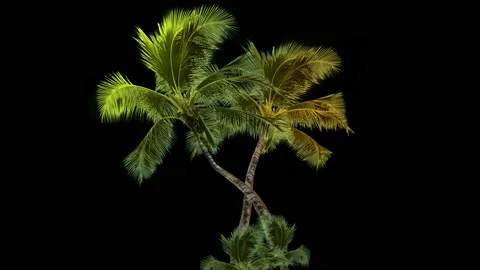 Palm tree isolated with alpha mask and luminance matte on clean background. Stock Footage 89306664