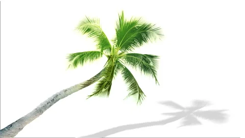 Palm tree isolated with alpha mask and luminance matte on clean background. Stock Footage 89306772