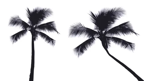 Palm tree isolated with alpha mask and luminance matte on white background. Stock Footage 89306920