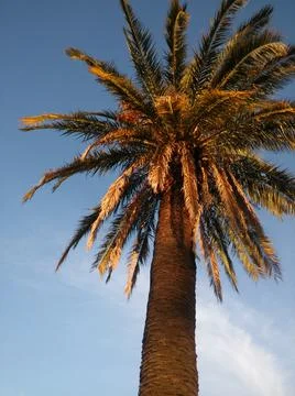 Palm tree isolated background with sunset sky and nobody Fotos de archivo