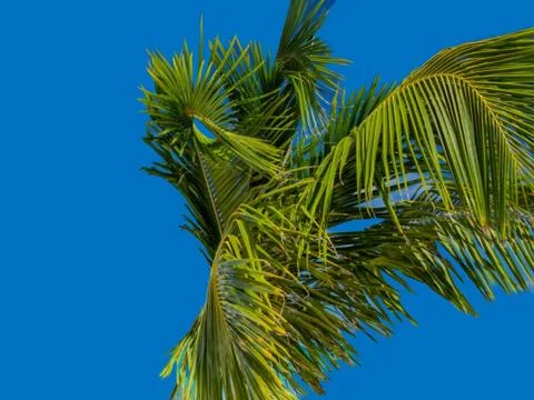 A palm tree isolated in a blue background Stock Photos