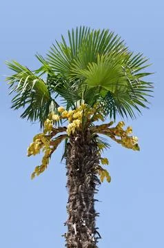 Palm tree isolated on blue Stock Photos