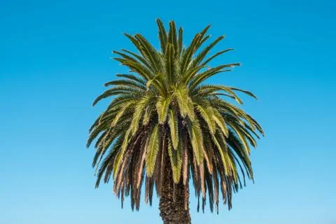 Palm tree isolated on blue sky background - palmera canariensis - Stock Photos
