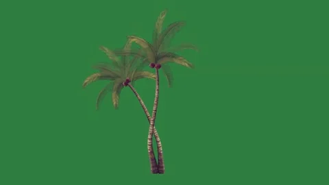 A palm tree isolated on green screen background Video stock 336858696