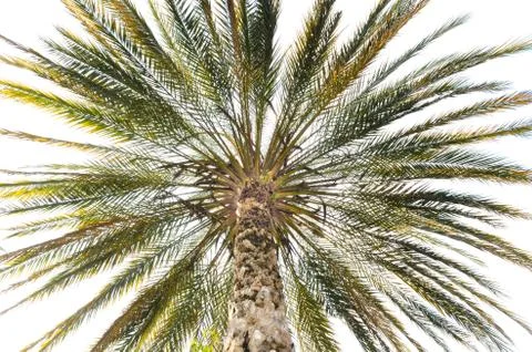 Palm tree isolated Stock Photos