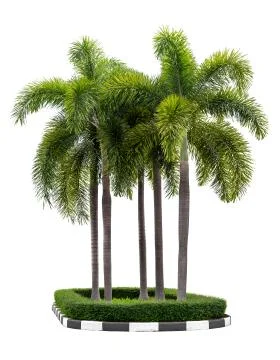 Palm tree isolated Stock Photos