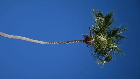 Palm Tree Isolated - Portrait Video stock 166002290