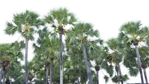 Palm tree isolated on white background Vídeo Stock 119100098