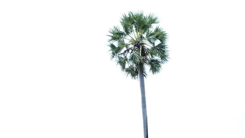 Palm tree isolated on white background Vídeo Stock 119100122