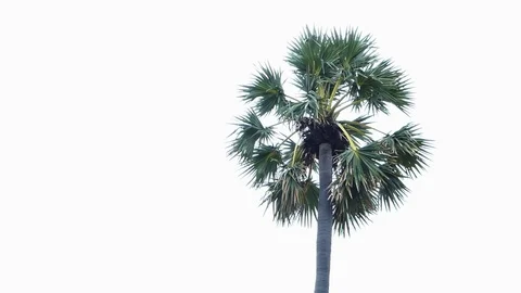 Palm tree isolated on white background Vidéo 119100156