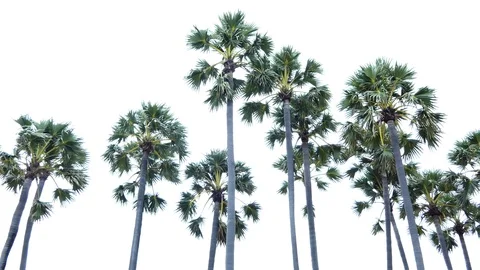 Palm tree isolated on white background Vídeo Stock 119100170