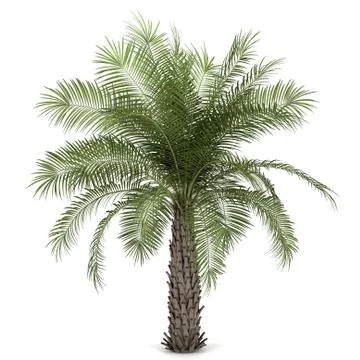 Palm tree isolated on white background Stock Illustration