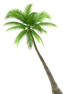 Palm tree isolated on white background Stock Illustration