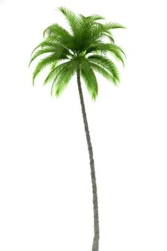 Palm tree isolated on white background Stock Illustration