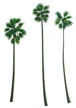Palm tree isolated on white background Stock Illustration