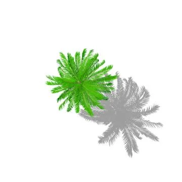 Palm tree. Isolated on white background. Cartoon style. Top view. 스톡 일러스트