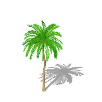 Palm tree. Isolated on white background.  Cartoon style. Иллюстрация