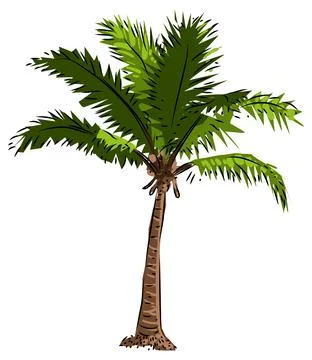 Palm tree isolated on white background Stock Illustration