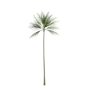 Palm tree isolated on white background. Simple color illustration. Stock Illustration