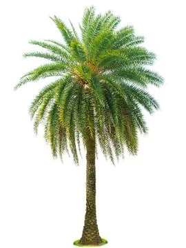 Palm tree isolated on white background Stock Photos