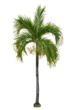 Palm tree isolated on white background Stock Photos
