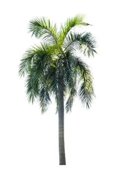 Palm tree isolated on white background Foto stock