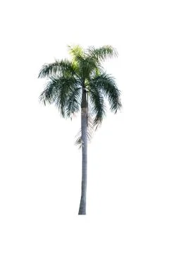 Palm tree isolated on white background Stock Photos