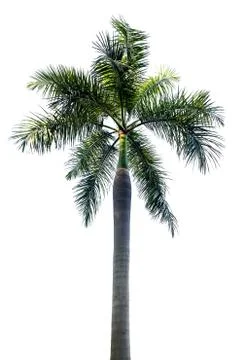 Palm tree isolated on white background Stock Photos