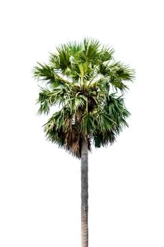 Palm tree isolated on white background Stock Photos