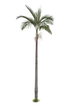 Palm tree isolated on white background Stock Photos