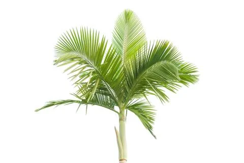 Palm tree isolated on white background Foto stock
