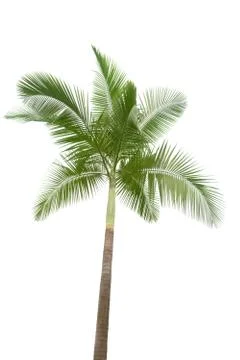 Palm tree isolated on white background Stock Photos