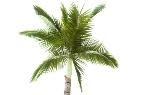 Palm tree isolated on white background Stock Photos