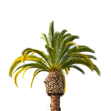 Palm tree isolated on white background Stock Photos